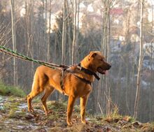 ROCKY, Hund, Mischlingshund in Slowakische Republik - Bild 9