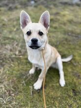 JANG, Hund, Mischlingshund in Slowakische Republik - Bild 1