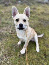 JANG, Hund, Mischlingshund in Slowakische Republik - Bild 2