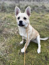 JANG, Hund, Mischlingshund in Slowakische Republik - Bild 3