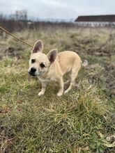 JANG, Hund, Mischlingshund in Slowakische Republik - Bild 5