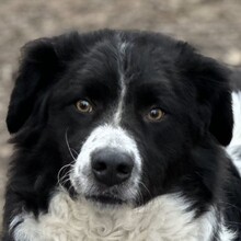 ONDO, Hund, Mischlingshund in Viersen - Bild 1