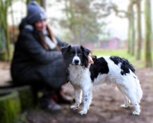 ONDO, Hund, Mischlingshund in Viersen - Bild 2