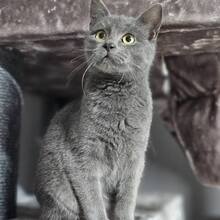 JANNIS, Katze, Europäisch Kurzhaar in Bulgarien - Bild 7