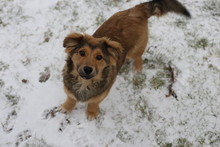 MAX, Hund, Mischlingshund in Zahna-Elster - Bild 1