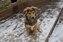 MAX, Hund, Mischlingshund in Zahna-Elster - Bild 10