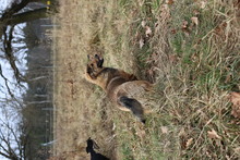 MAX, Hund, Mischlingshund in Zahna-Elster - Bild 11