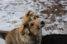 MAX, Hund, Mischlingshund in Zahna-Elster - Bild 12