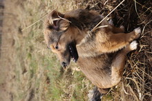 MAX, Hund, Mischlingshund in Zahna-Elster - Bild 13