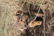 MAX, Hund, Mischlingshund in Zahna-Elster - Bild 16