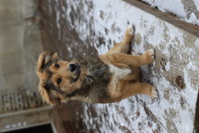 MAX, Hund, Mischlingshund in Zahna-Elster - Bild 4