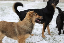 MAX, Hund, Mischlingshund in Zahna-Elster - Bild 6