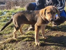 JOSIE, Hund, Mischlingshund in Slowakische Republik - Bild 2