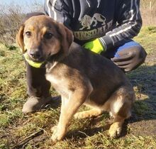 JOSIE, Hund, Mischlingshund in Slowakische Republik - Bild 3