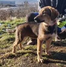 JOSIE, Hund, Mischlingshund in Slowakische Republik - Bild 4