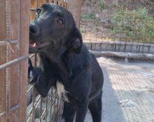 COCO, Hund, Mischlingshund in Kroatien - Bild 11