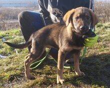 JARED, Hund, Mischlingshund in Slowakische Republik - Bild 2