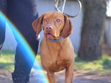 ERWIN, Hund, Magyar Vizsla in Ungarn - Bild 2