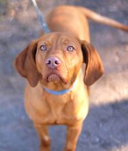 ERWIN, Hund, Magyar Vizsla in Ungarn - Bild 3