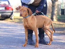 ERWIN, Hund, Magyar Vizsla in Ungarn - Bild 4