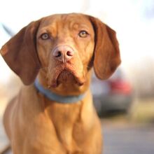 ERWIN, Hund, Magyar Vizsla in Ungarn - Bild 5