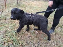 LENNI, Hund, Schnauzer-Mix in Ungarn - Bild 11