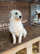 GOLDI, Hund, Mischlingshund in Rumänien - Bild 6