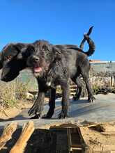 BERTIE, Hund, Mischlingshund in Baierbach - Bild 2