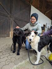 BERTIE, Hund, Mischlingshund in Baierbach - Bild 5