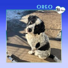 OREO, Hund, Mischlingshund in Bulgarien - Bild 1