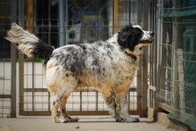 OREO, Hund, Mischlingshund in Bulgarien - Bild 11