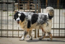 OREO, Hund, Mischlingshund in Bulgarien - Bild 13