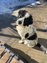 OREO, Hund, Mischlingshund in Bulgarien - Bild 5