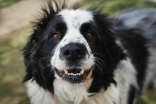 OREO, Hund, Mischlingshund in Bulgarien - Bild 6