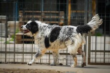 OREO, Hund, Mischlingshund in Bulgarien - Bild 7