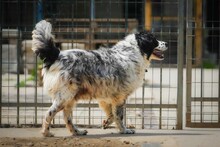 OREO, Hund, Mischlingshund in Bulgarien - Bild 8