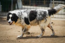 OREO, Hund, Mischlingshund in Bulgarien - Bild 9