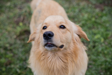 TITUS, Hund, Mischlingshund in Kroatien - Bild 1