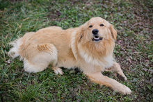 TITUS, Hund, Mischlingshund in Kroatien - Bild 3