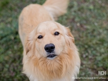 TITUS, Hund, Mischlingshund in Kroatien - Bild 4