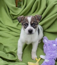 TOMMI, Hund, Mischlingshund in Kroatien - Bild 1