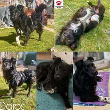 DAIOS 056-25-P, Hund, Mischlingshund in Kelsterbach - Bild 1