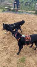 DAIOS, Hund, Mischlingshund in Königstein - Bild 10