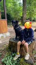 DAIOS, Hund, Mischlingshund in Königstein - Bild 11