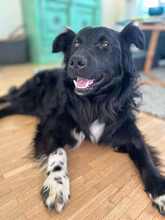 DAIOS, Hund, Mischlingshund in Königstein - Bild 8