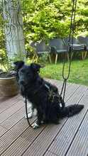 DAIOS, Hund, Mischlingshund in Königstein - Bild 9