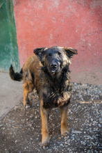 DOBBY, Hund, Mischlingshund in Kroatien - Bild 2