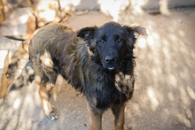 DOBBY, Hund, Mischlingshund in Kroatien - Bild 3