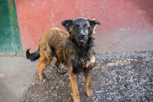 DOBBY, Hund, Mischlingshund in Kroatien - Bild 4