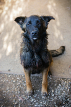 DOBBY, Hund, Mischlingshund in Kroatien - Bild 6